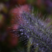 Rain Speckled Flower by jgpittenger