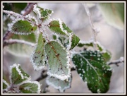 12th Dec 2012 - Frosty leaves