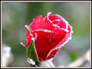 12th Dec 2012 - Frosty rose