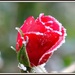 Frosty rose by rosiekind