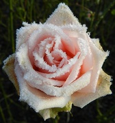 12th Dec 2012 - Iced Rose