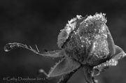 12th Dec 2012 - Frozen in Time 