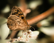 8th Dec 2012 - flutterby