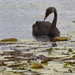Swan lake by sugarmuser