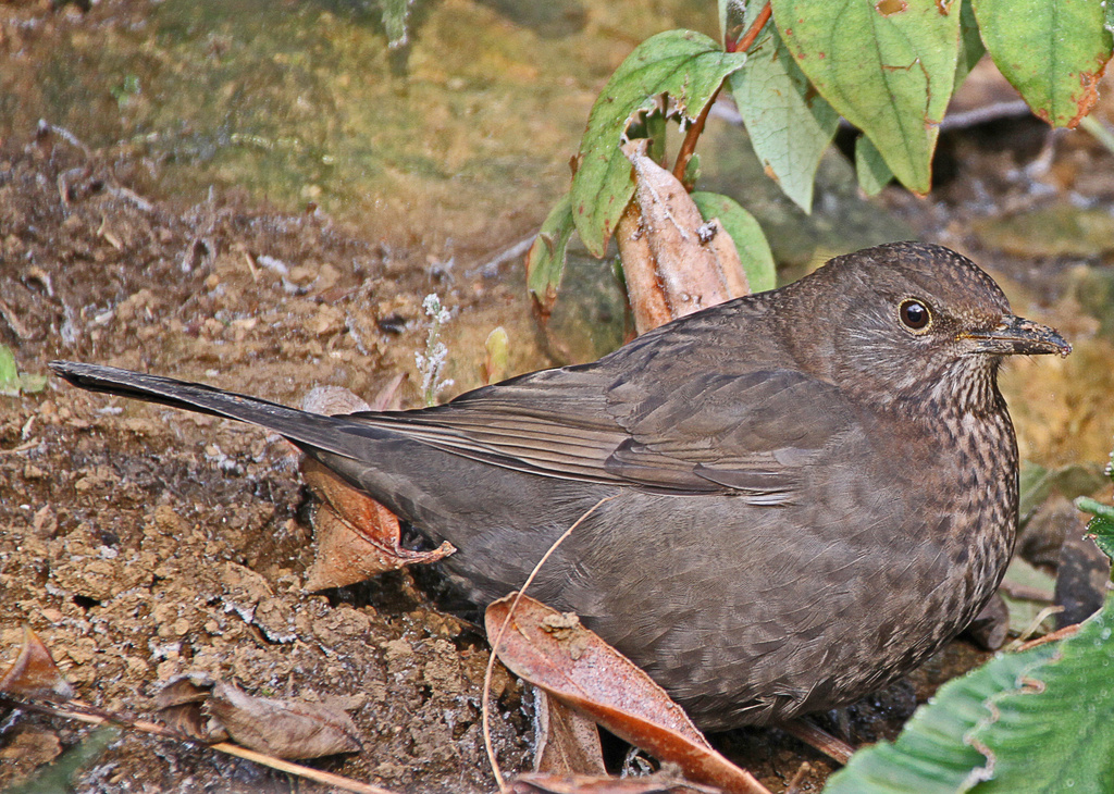 blackbird by jantan