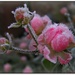 Frosted rose  by judithdeacon