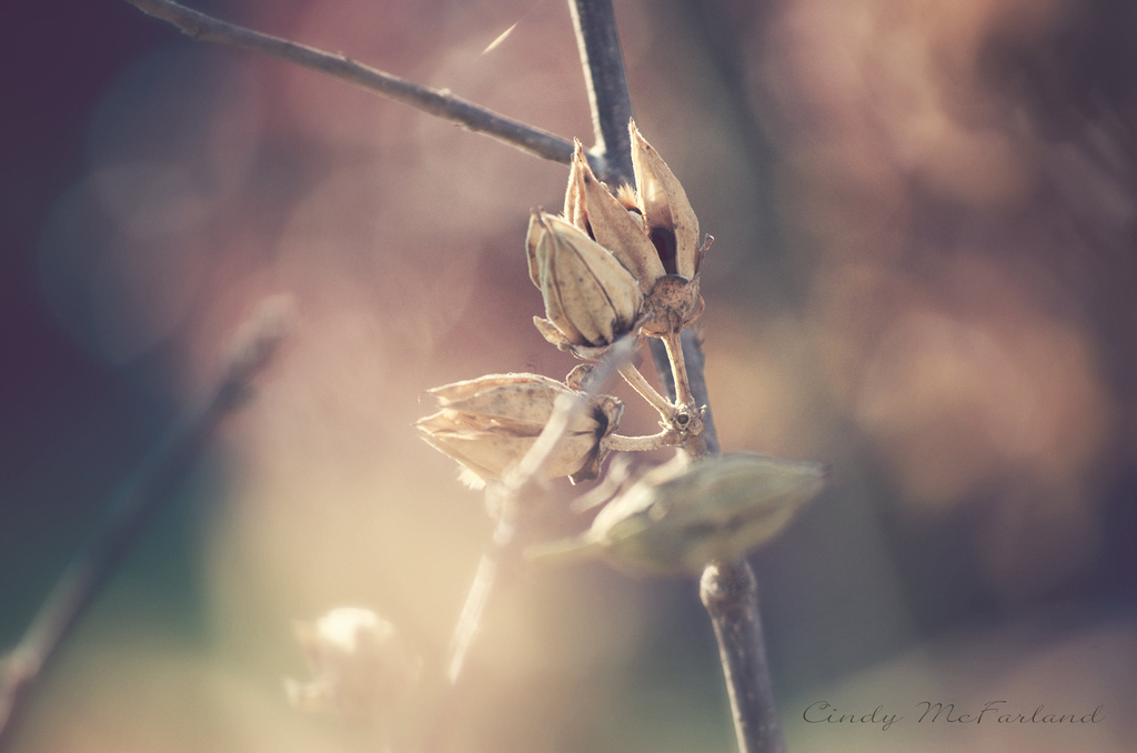 Withered and Dried by cindymc