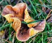 8th Dec 2012 - Frosty Fungus