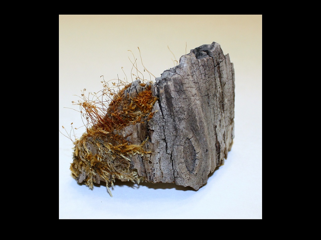 30 year old piece of bark by bruni