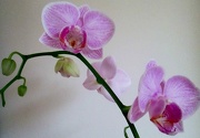 13th Dec 2012 - advent: re-flowering orchid