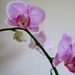 advent: re-flowering orchid by quietpurplehaze