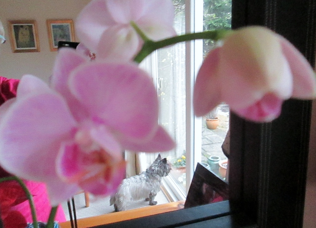 advent: reflowering orchid plus dog by quietpurplehaze