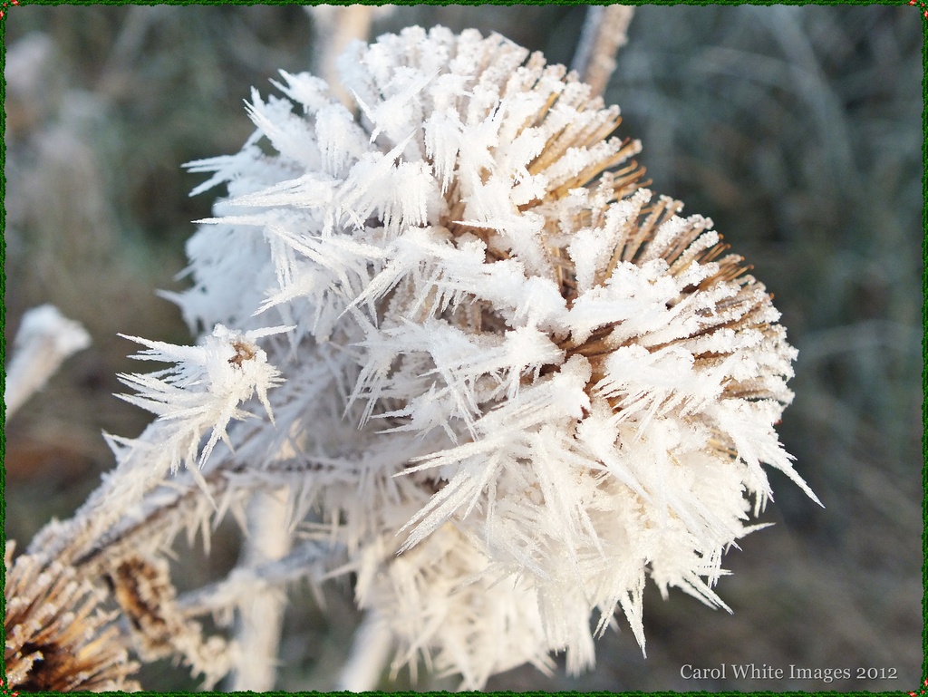 Frosty Spikes by carolmw