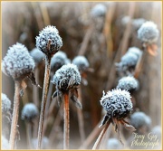 11th Dec 2012 - Frosty Rudbeckia