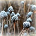 Frosty Rudbeckia by tonygig
