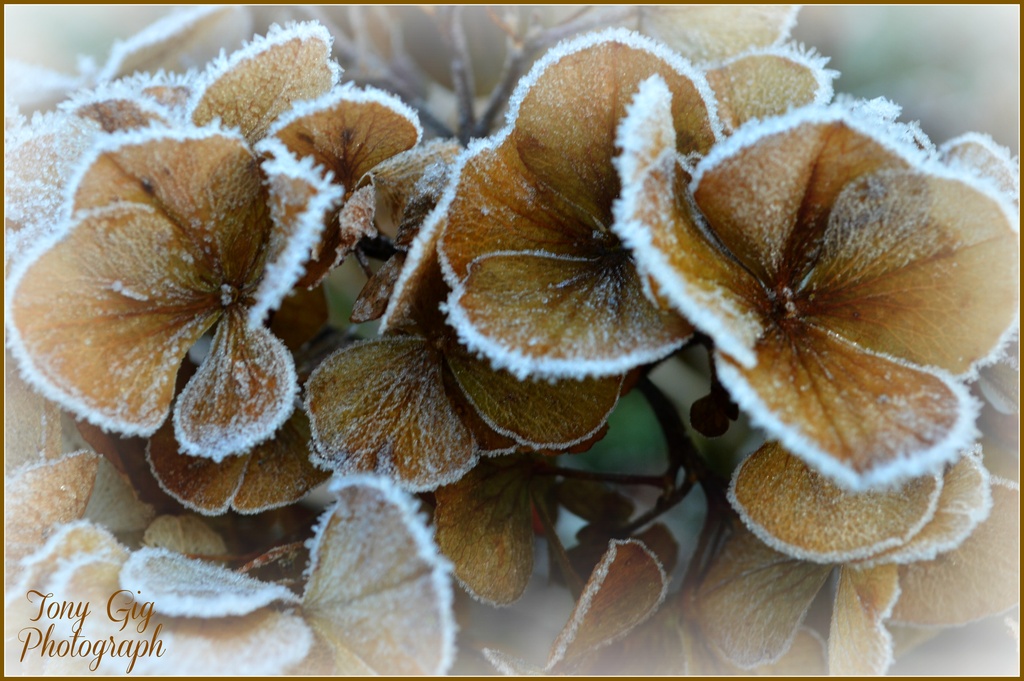 Frosty Hydrangea by tonygig