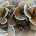 Frosty Hydrangea by tonygig