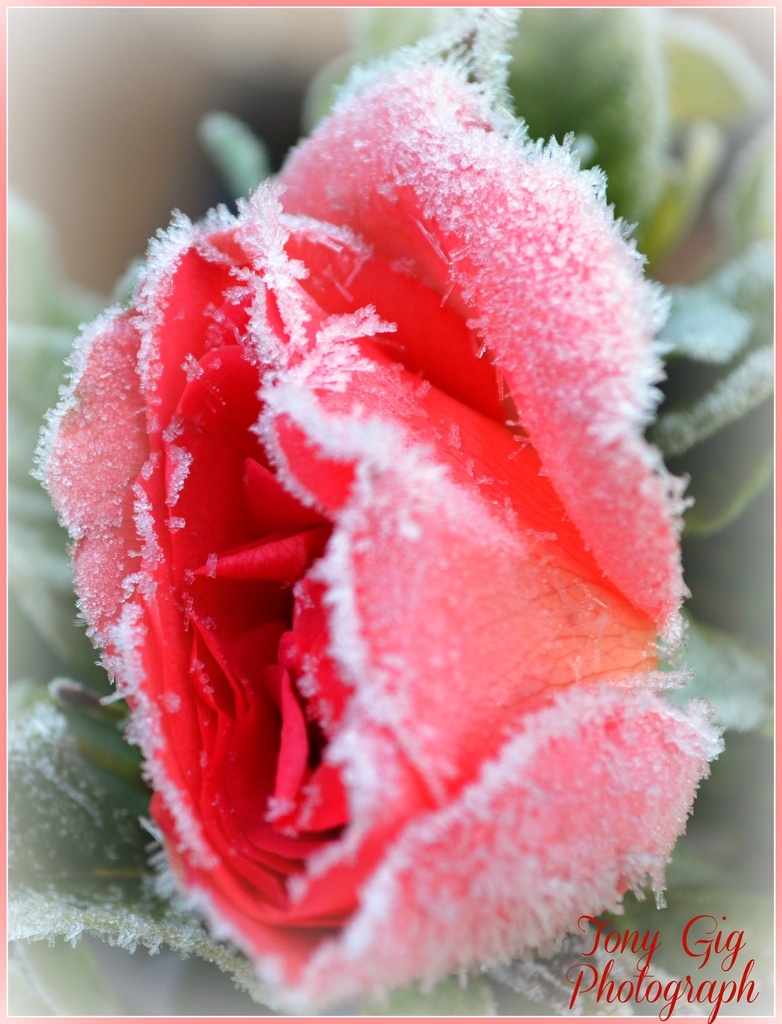 Frosty Rose by tonygig