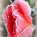 Frosty Rose by tonygig