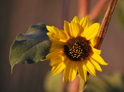 3rd Oct 2012 - Sunflower