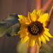 Sunflower by kareenking