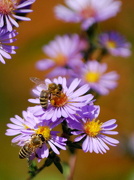 1st Oct 2012 - Bees on Purple Aster