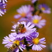 Bees on Purple Aster by kareenking