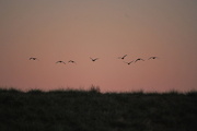 12th Dec 2012 - Geese at Dusk