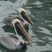 Pelicans at the dock waiting for fish by kathyladley