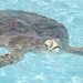Loggerhead Sea Turtle by kathyladley