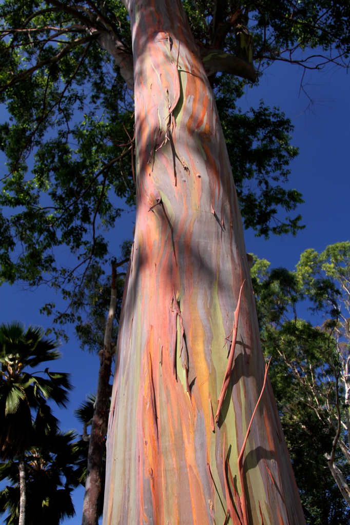 Rainbow Eucalyptus Tree by whiteswan