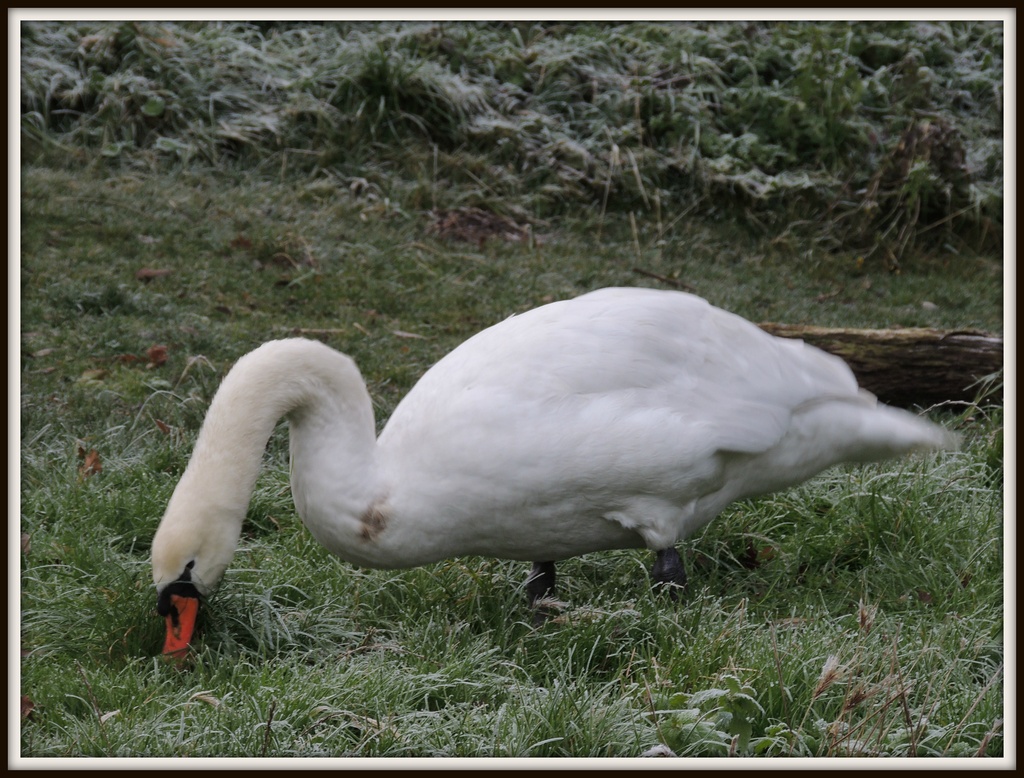 Forraging swan by rosiekind
