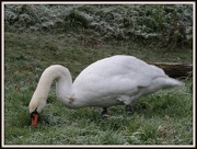 13th Dec 2012 - Forraging swan