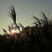 Grasses in the park by boxplayer
