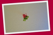 13th Dec 2012 - Mistletoe: CHECK!
