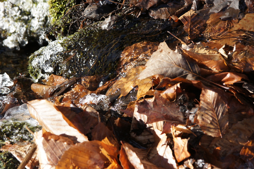 Moss, dead leaves and cold water. by rob257