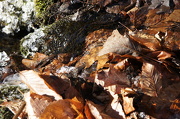 13th Dec 2012 - Moss, dead leaves and cold water.