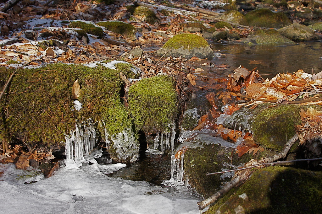 Moss, Ice, Dead Leaves and Running Water by rob257