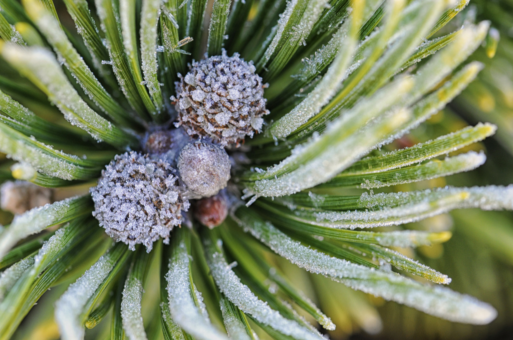 Frosted Pine Cones by lstasel