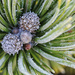 Frosted Pine Cones by lstasel