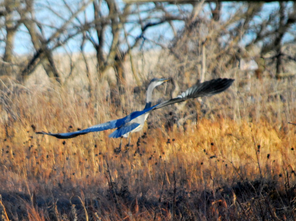 Blue Heron in Flight by kareenking