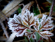14th Dec 2012 - Frost Laden Leaves