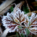 Frost Laden Leaves by calm