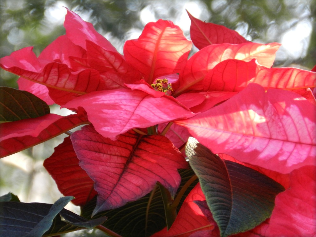 Holiday Poinsettia by paintdipper