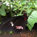 Butterfly Zoo by pyrrhula