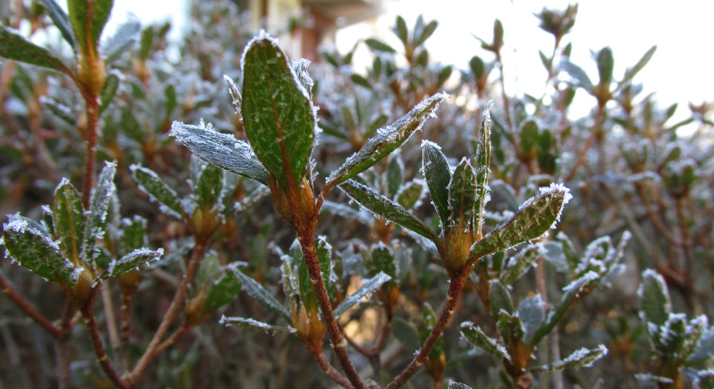 Frosted leaves by mittens