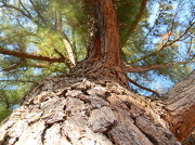 13th Dec 2012 - Looking Up at Pine Tree 12.13.12