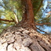 Looking Up at Pine Tree 12.13.12 by sfeldphotos