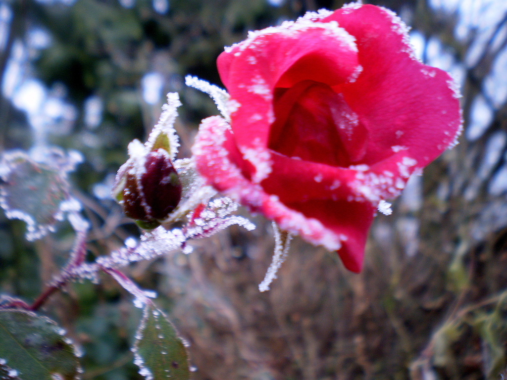 A frozen rose. by snowy