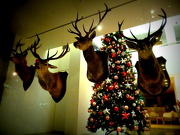 14th Dec 2012 - Saatchi Christmas